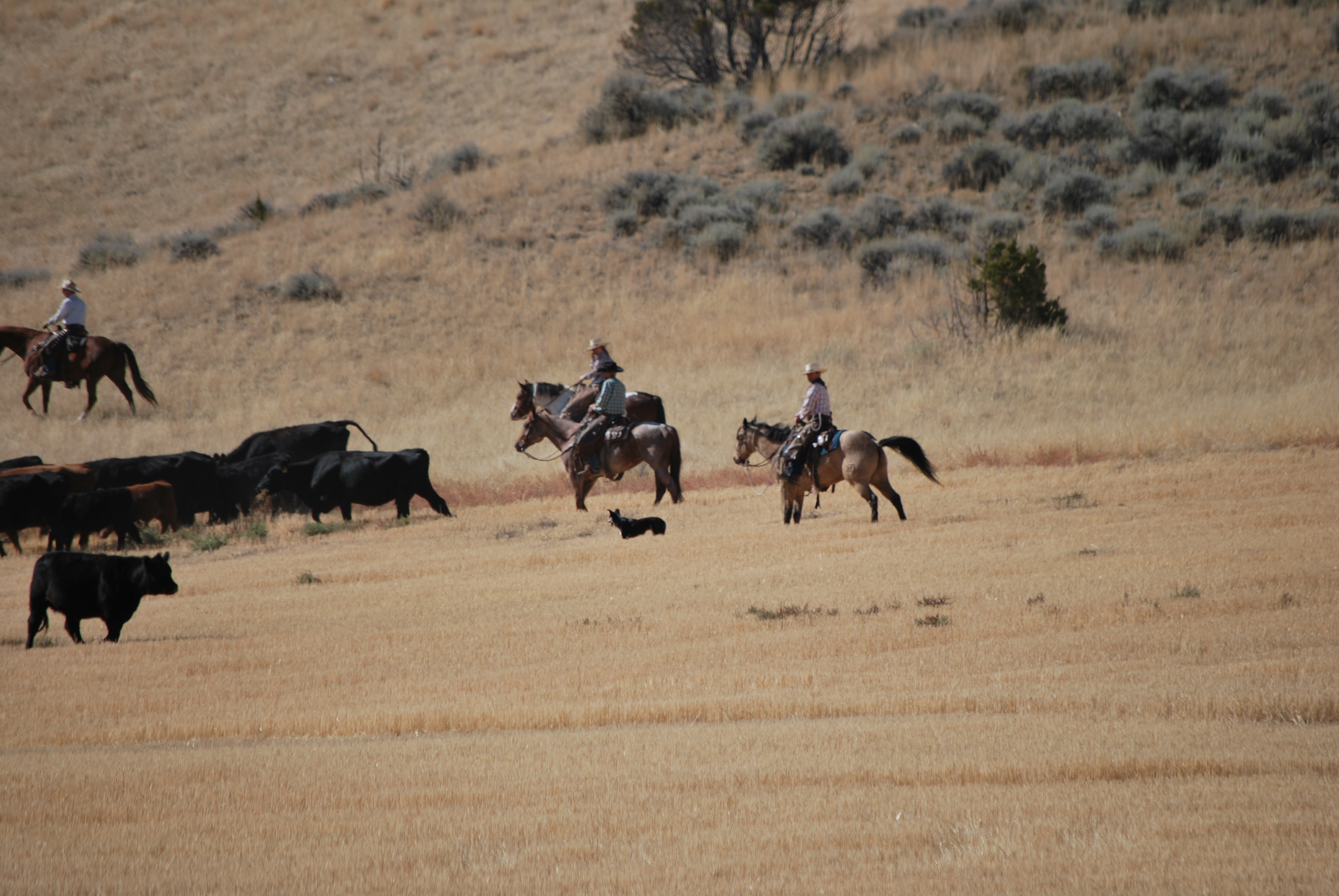 Sept. 2017 moving cows to Cramp Springs 021