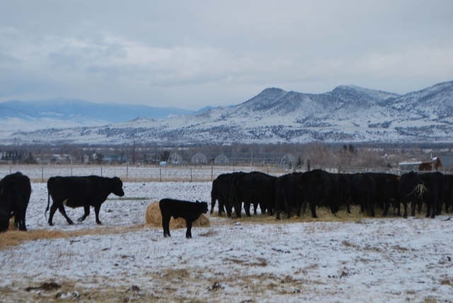 winter feeding, cows, January calf 031